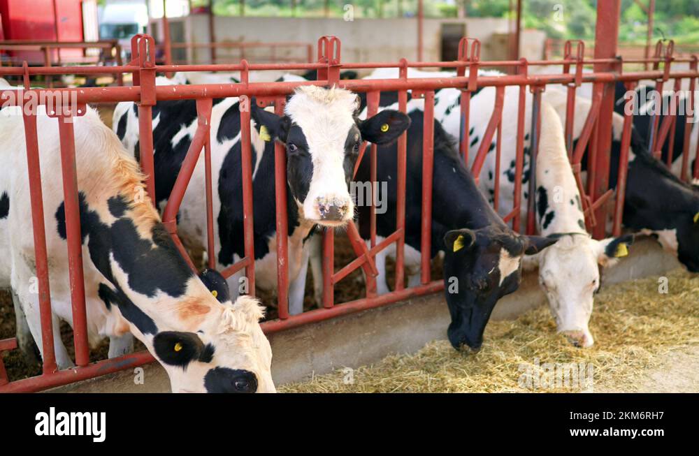 Cow feeding process in the farm, a group of cows are fed. Dairy cattle