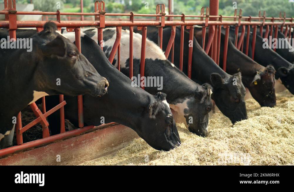 Cow feeding process in the farm, a group of cows are fed. Dairy cattle
