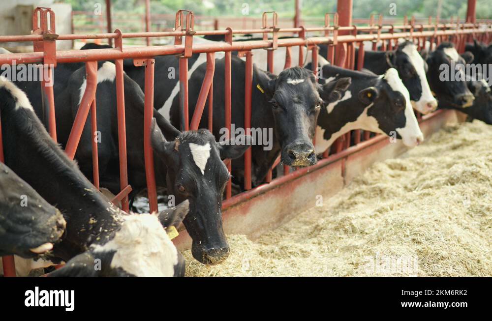 Cow feeding process in the farm, a group of cows are fed. Dairy cattle