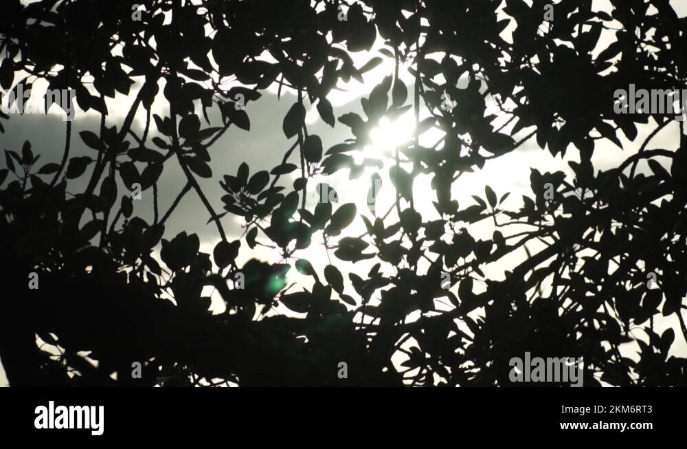 Canopied tree Stock Videos & Footage HD and 4K Video Clips Alamy