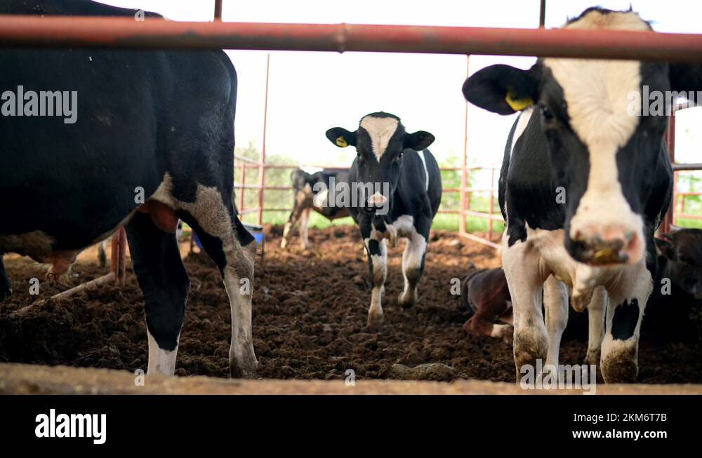 Cow feeding process in the farm, a group of cows are fed. Dairy cattle
