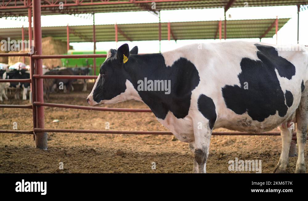 Cow feeding process in the farm, a group of cows are fed. Dairy cattle