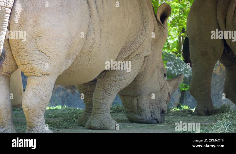 Rhino eating dry grass Stock Videos & Footage - HD and 4K Video Clips ...