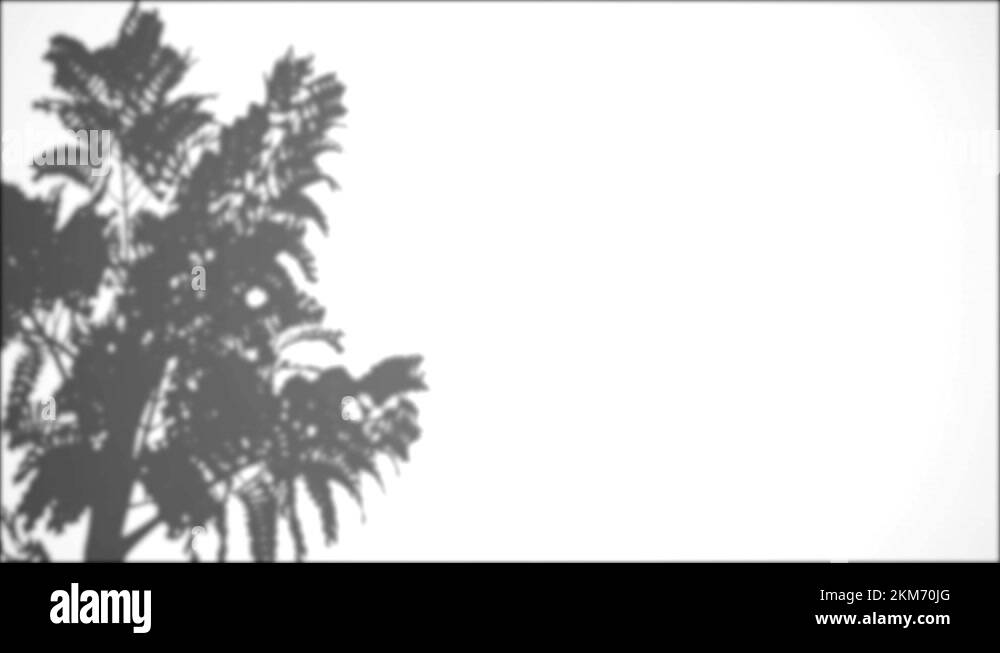 Tree falling into the wall Stock Videos & Footage HD and 4K Video