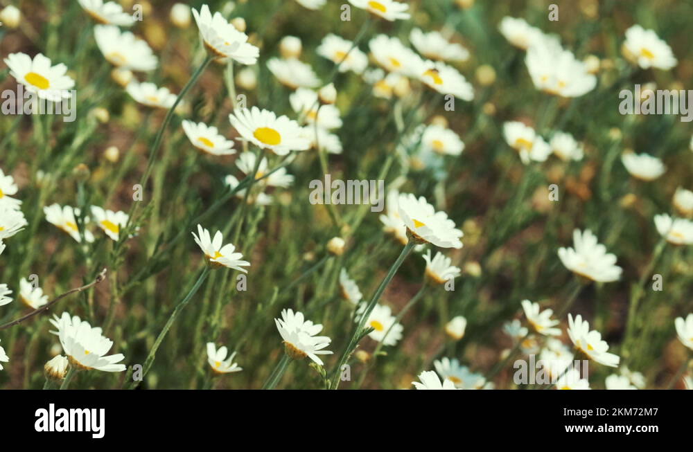 Summer flower border Stock Videos & Footage - HD and 4K Video Clips - Alamy