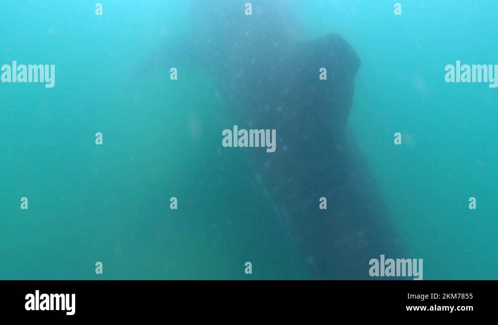 Shark with long tail Stock Videos & Footage - HD and 4K Video Clips - Alamy
