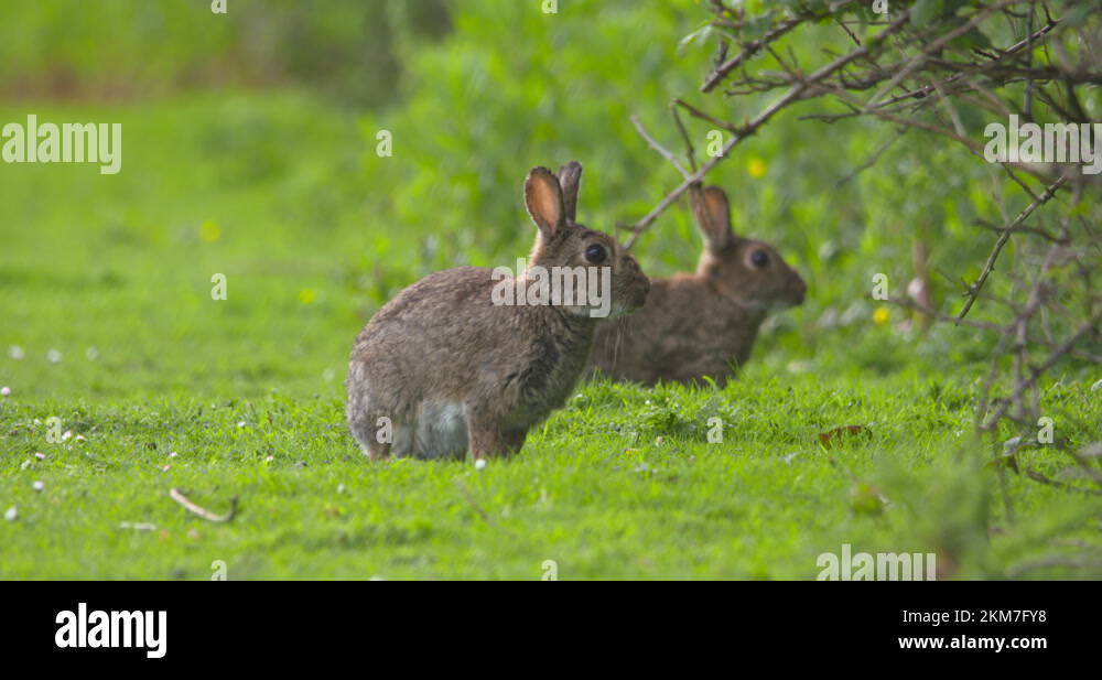 Running rabbit tail Stock Videos & Footage - HD and 4K Video Clips - Alamy