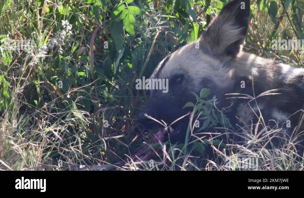 African hunting dog eating Stock Videos & Footage HD and 4K Video