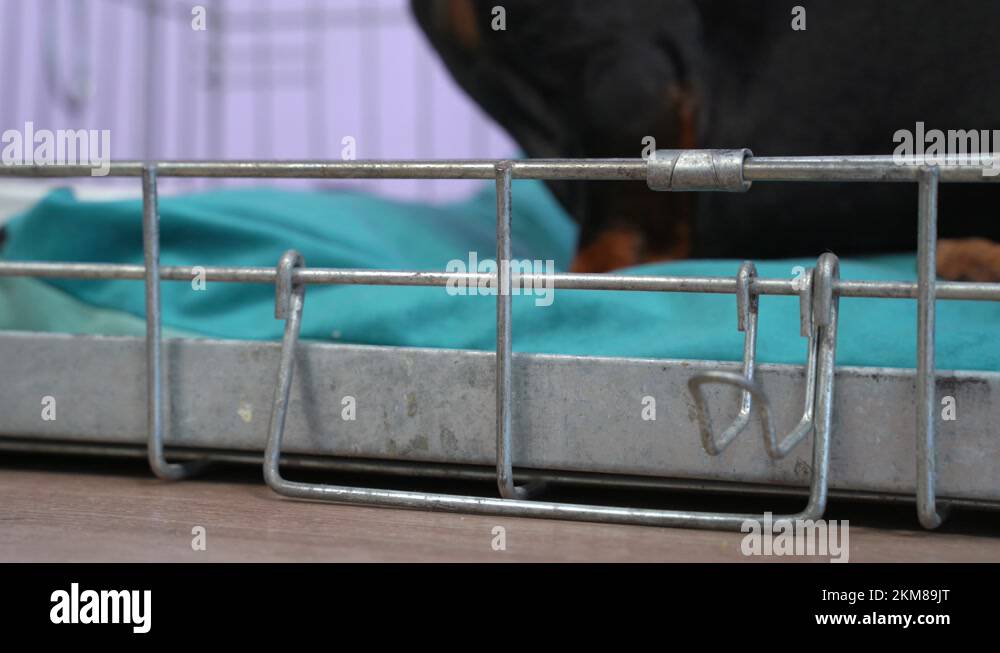 Dog comes out of open cage, edge of grate on floor, close up. Cage