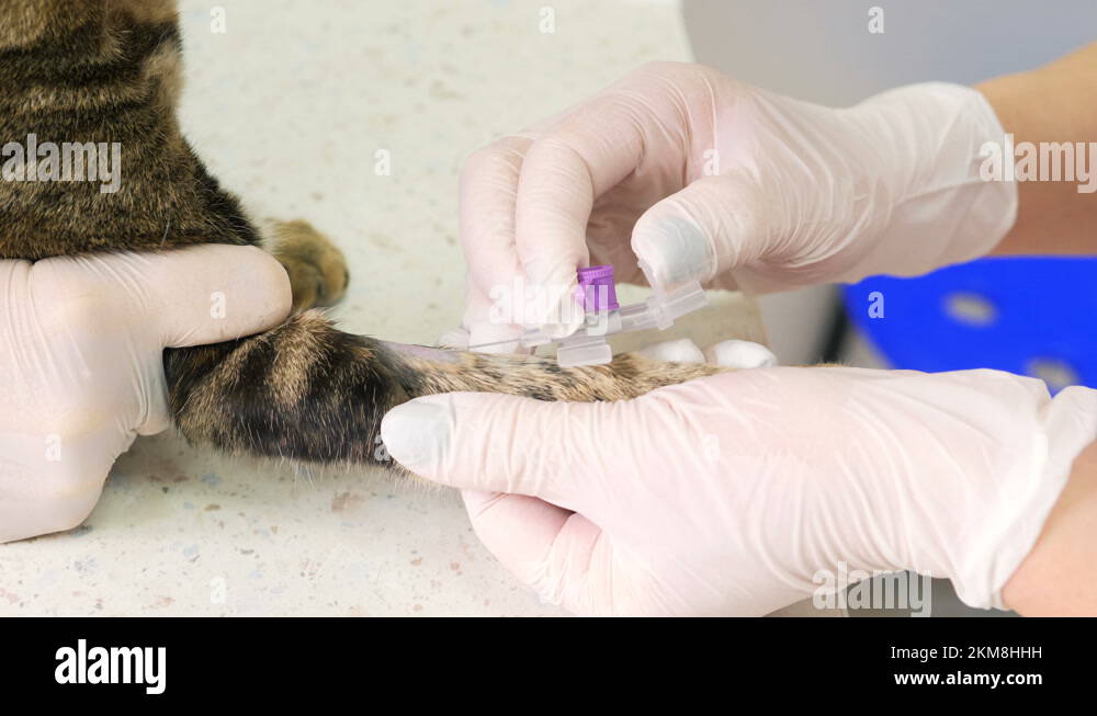 Two veterinarians give the cat an injection of anesthesia before the