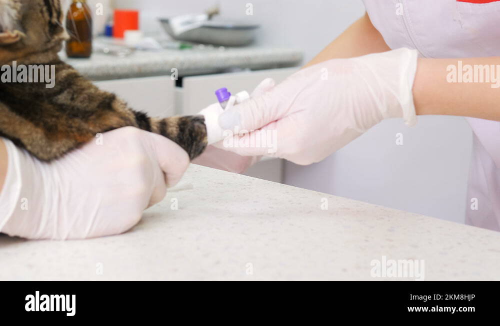 Two veterinarians give the cat an injection of anesthesia before the