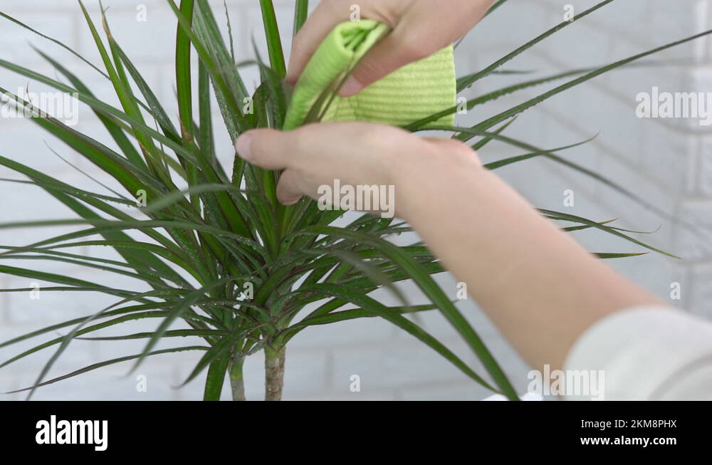 Dirty flower Stock Videos & Footage HD and 4K Video Clips Alamy