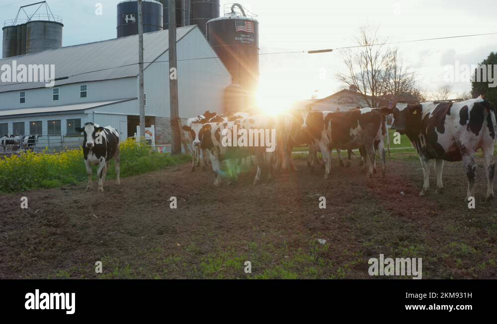 Holstein heifers and cows covered in manure in meadow pasture. Farm ...