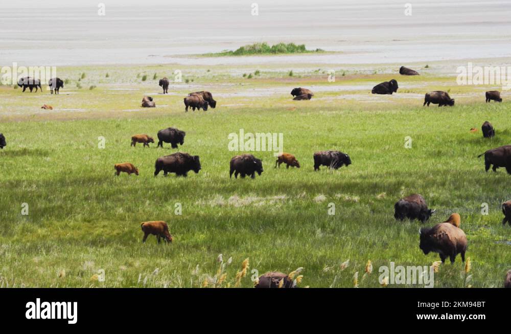 Spring Buffle American buffalo calves Stock Videos & Footage - HD and 4K Video Clips ...