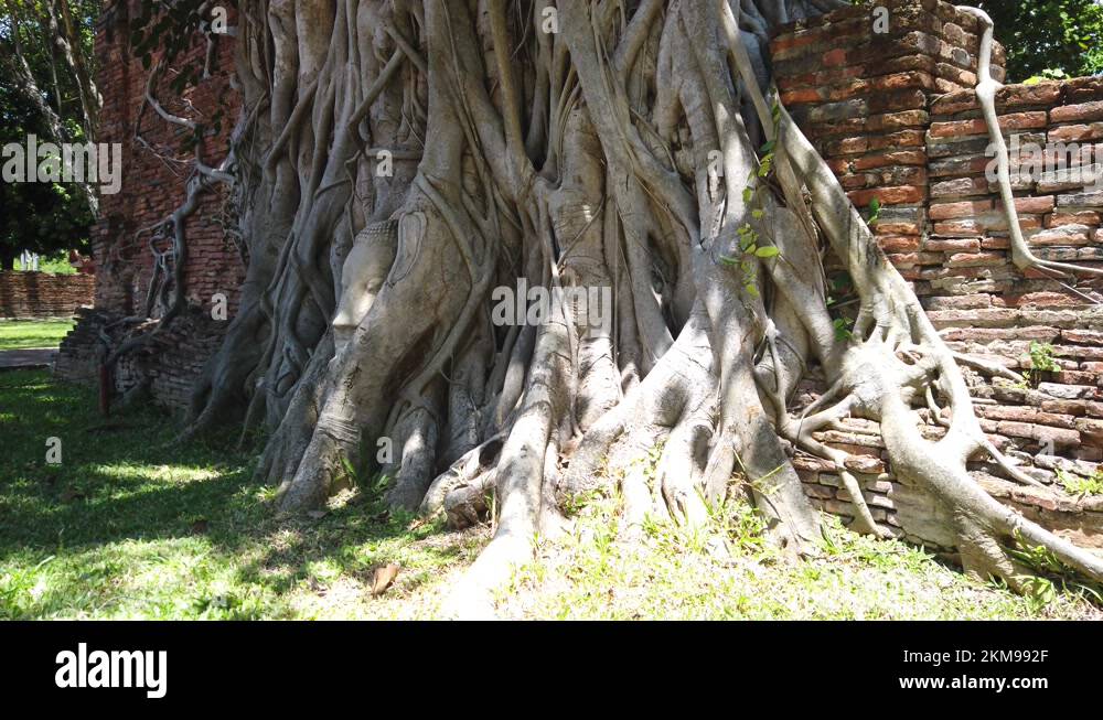 Historic historical roots Stock Videos & Footage - HD and 4K Video ...