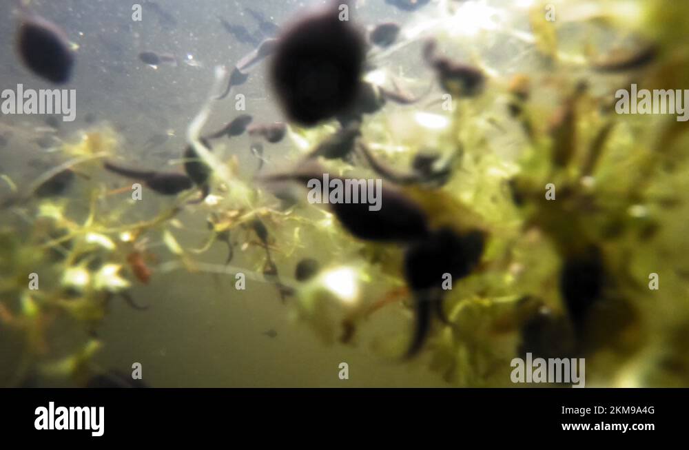 Amphibian plant Stock Videos & Footage HD and 4K Video Clips Alamy