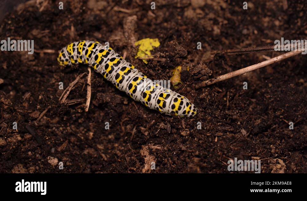 Noctuidae moth larvae Stock Videos & Footage HD and 4K Video Clips