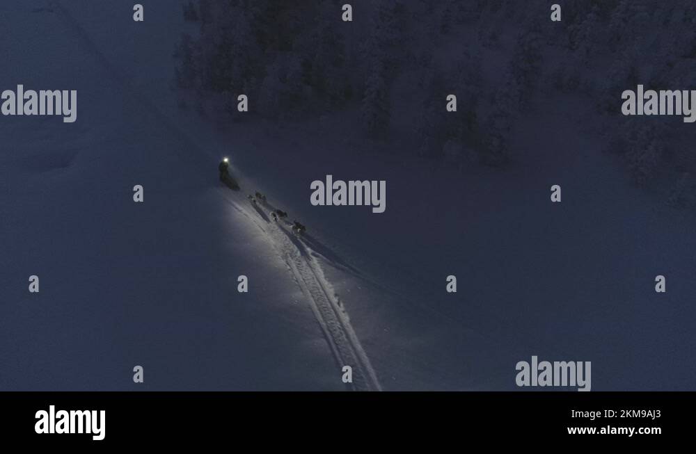 Musher With Headlamp Illuminates The Snowy Path For Sled Dogs Running