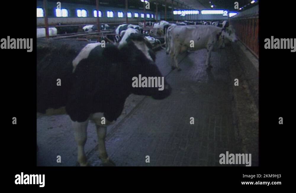 Footage from the 1980s showing cows being fed at a dairy farm Stock ...