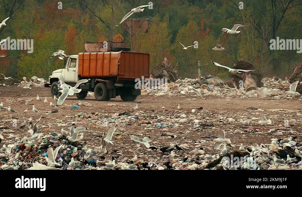 The garbage truck leaves the city dump. Wild birds fly in slow motion