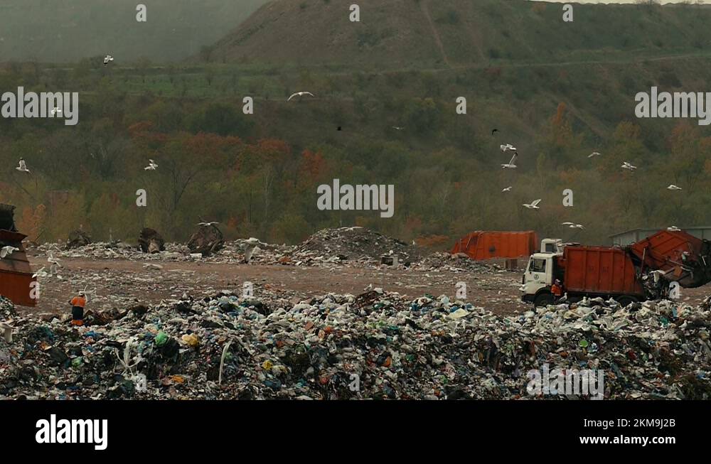 Garbage trucks at the city dump. Wild birds fly in slow motion Stock