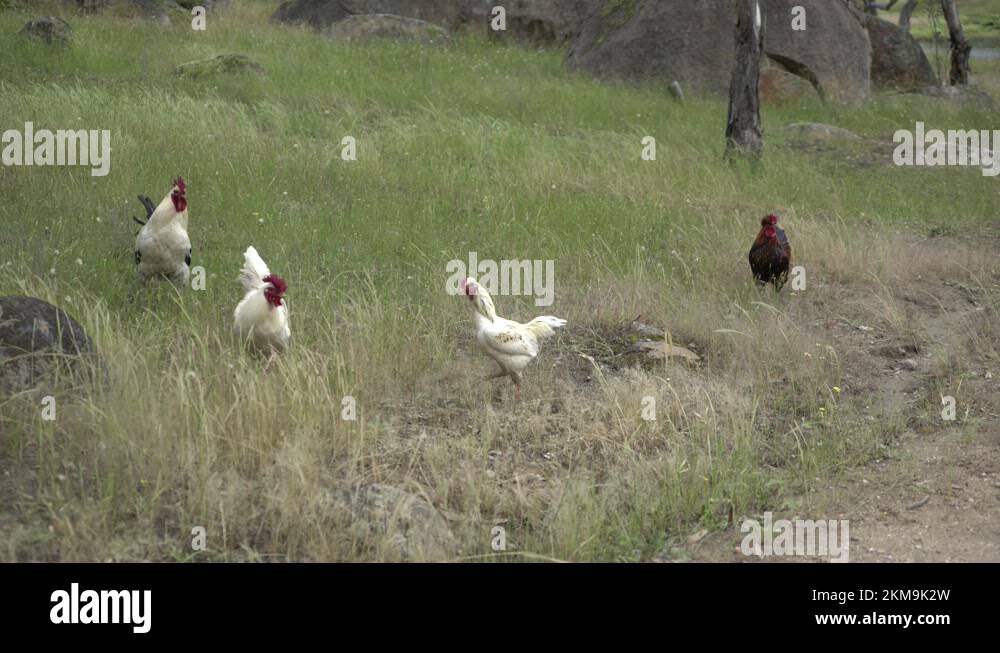 Healthy farm animals Stock Videos & Footage HD and 4K Video Clips Alamy