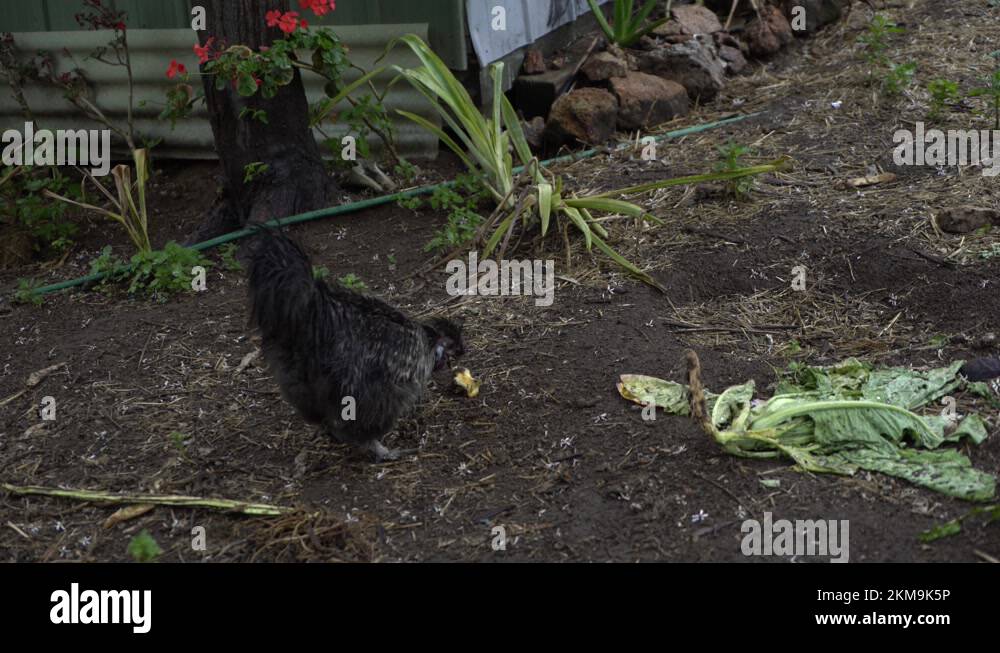 Farm chickens eating fruit Stock Videos & Footage HD and 4K Video