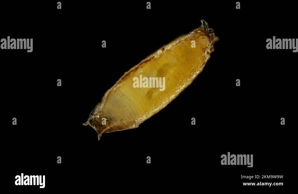 Pupa of fruit fly Drosophila melanogaster under a microscope, order Diptera Stock Video Footage