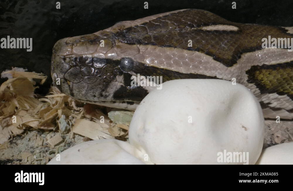 Guarding the brood Stock Videos & Footage - HD and 4K Video Clips - Alamy