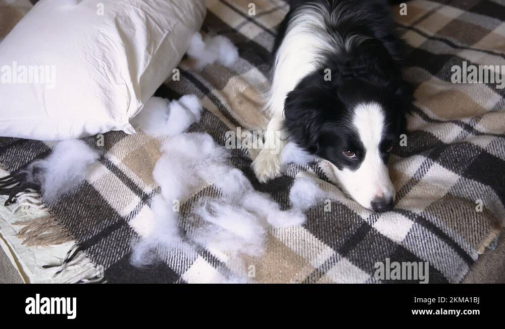 Border collie puppy biting pillow Stock Videos & Footage HD and 4K