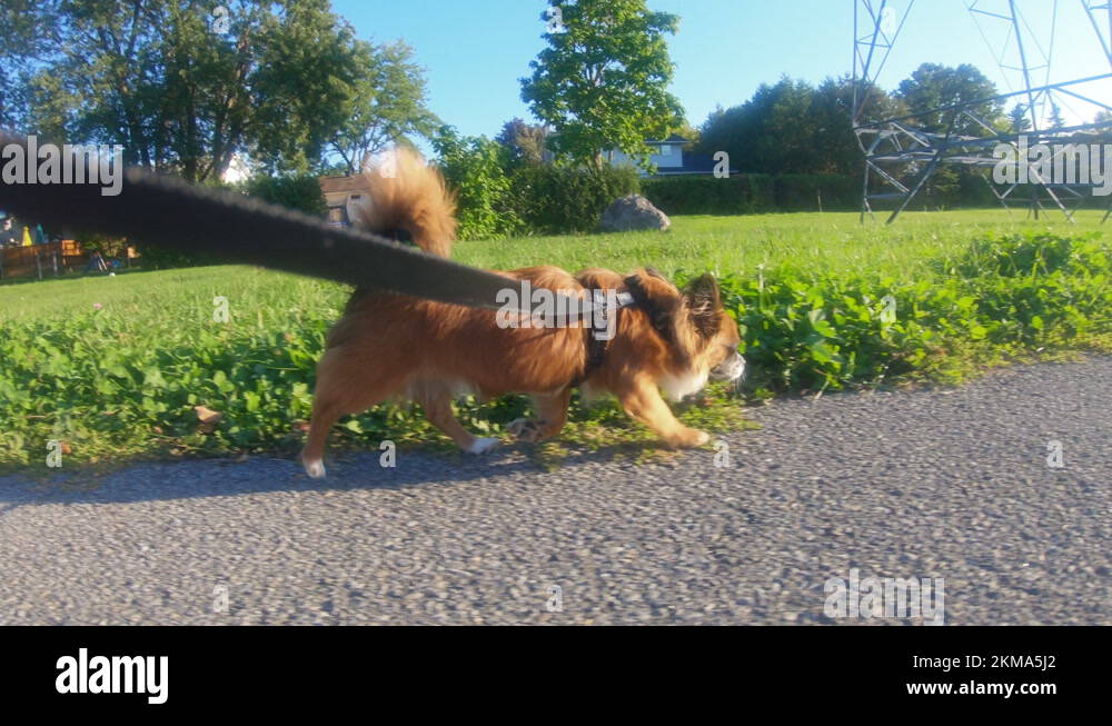 Havanese harness Stock Videos & Footage HD and 4K Video Clips Alamy