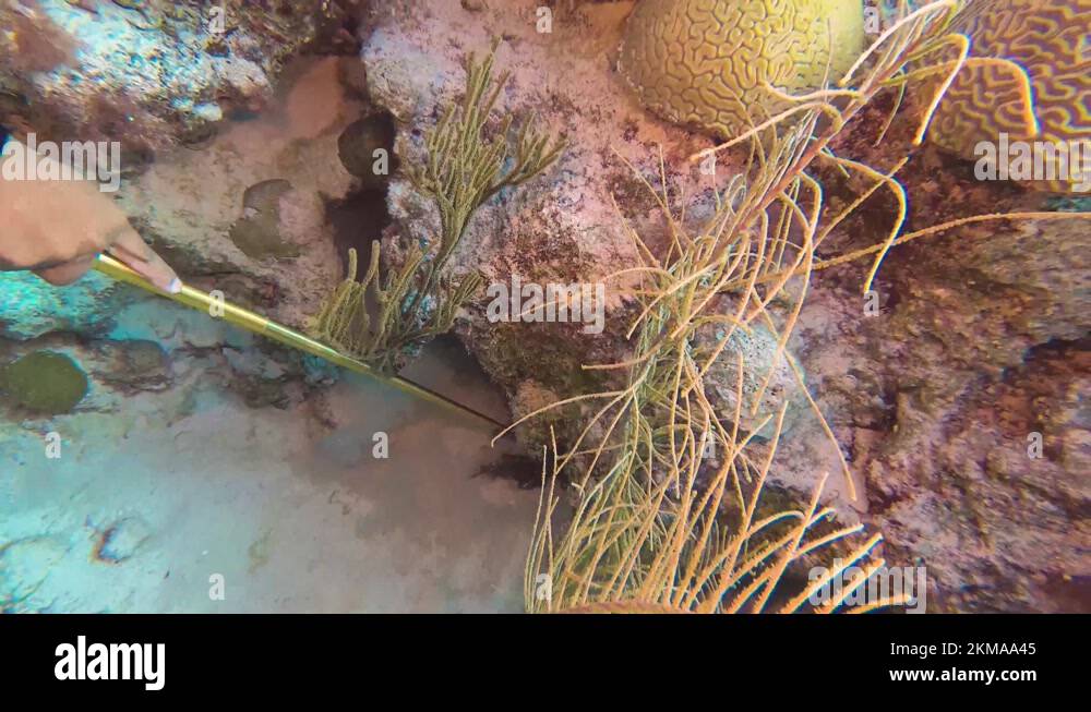 Close up of scuba diver spearfishing a lionfish in the Atlantic Ocean