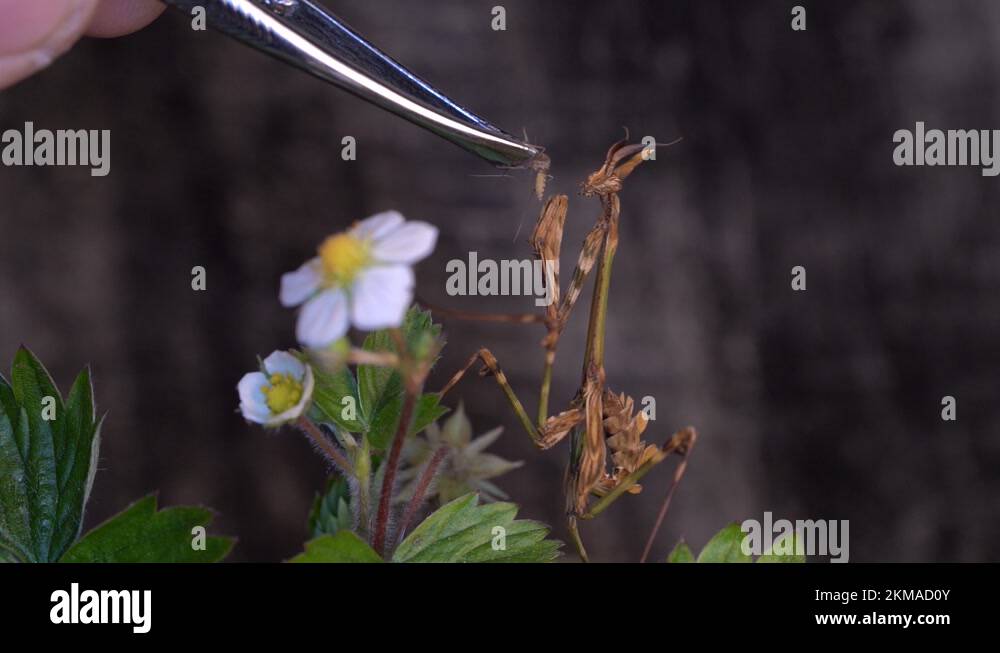 Natural hybridization Stock Videos & Footage HD and 4K Video Clips