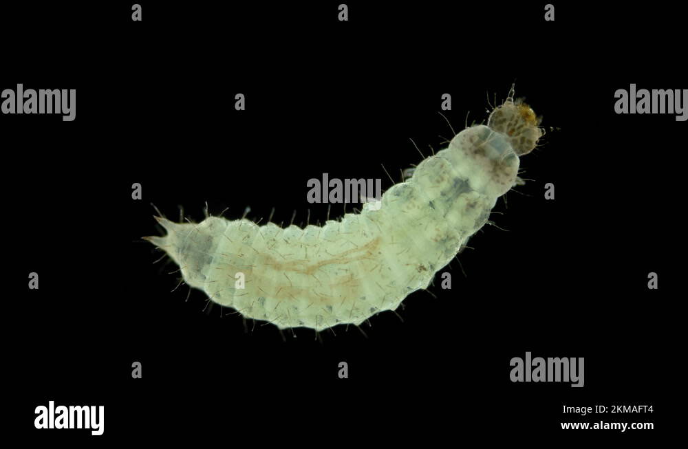 Wormlike larva of an unknown beetle under a microscope, order