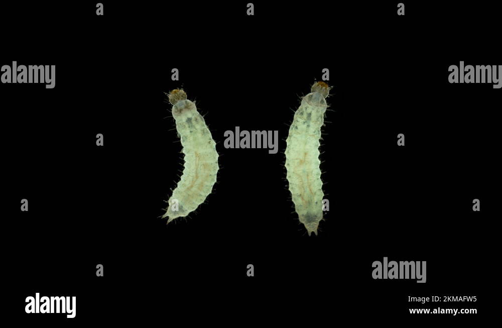 Wormlike larva of an unknown beetle under a microscope, order
