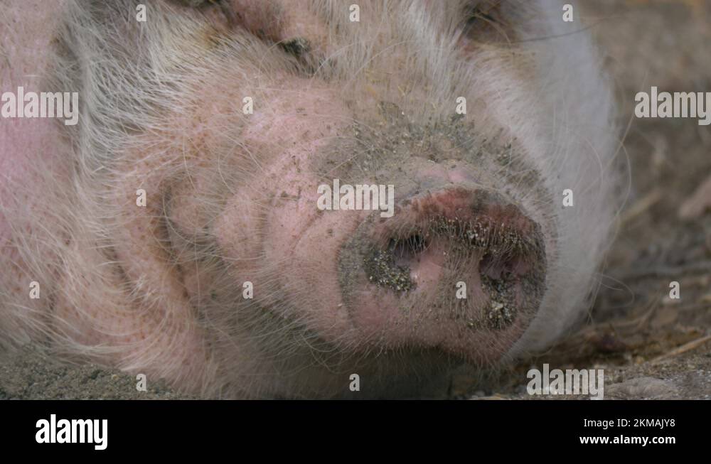 Extreme close up of mini pig smelling after food Stock Video Footage