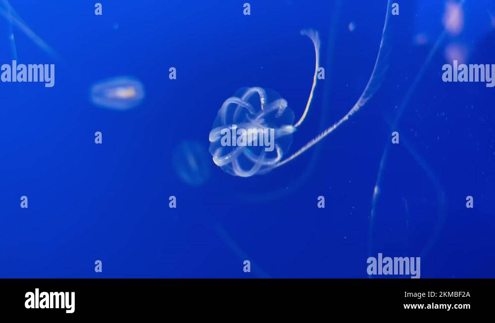 Gooseberry jellyfish jellyfish Stock Videos & Footage HD and 4K Video
