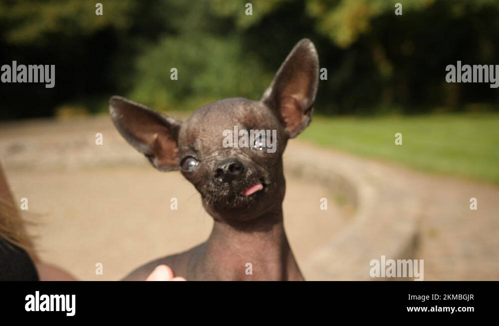 Little hairless dog with tongue sticking out, close up Stock Video Footage Alamy