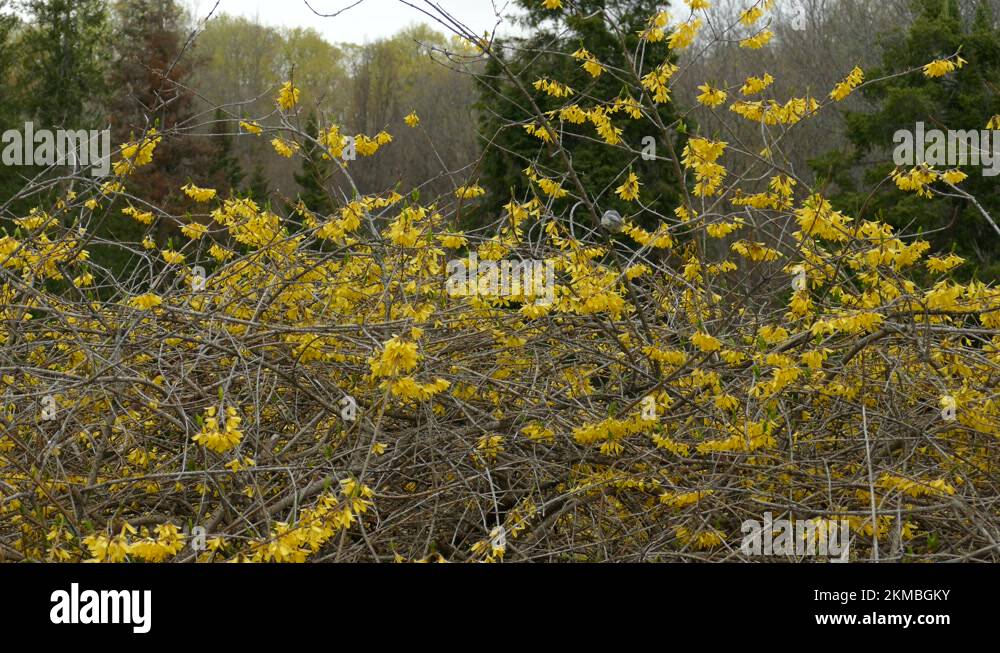 Songbirds canada Stock Videos & Footage - HD and 4K Video Clips - Alamy