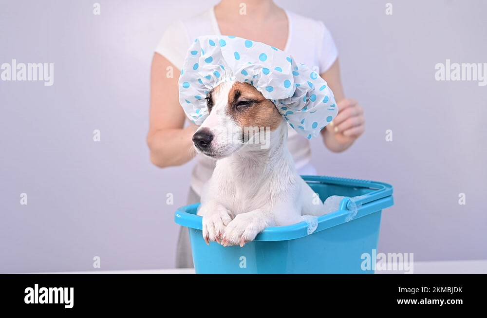 Cocker terrier Stock Videos & Footage HD and 4K Video Clips Alamy