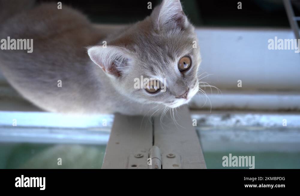 Silicone bubbles Stock Videos & Footage HD and 4K Video Clips Alamy