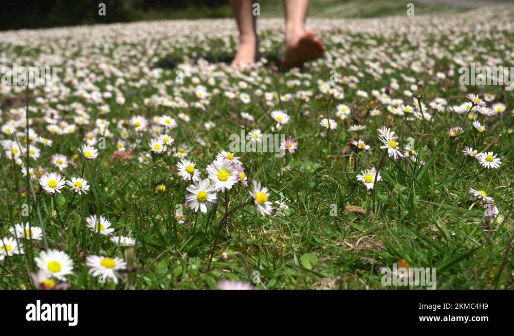 Barefoot man walking on common daisy meadow, close up view Stock Video ...
