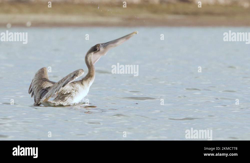 Bird head shaking water Stock Videos & Footage HD and 4K Video Clips