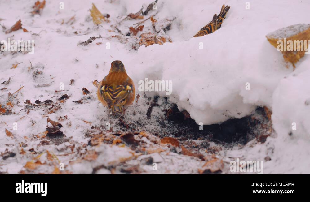 Cleaning nest Stock Videos & Footage HD and 4K Video Clips Alamy