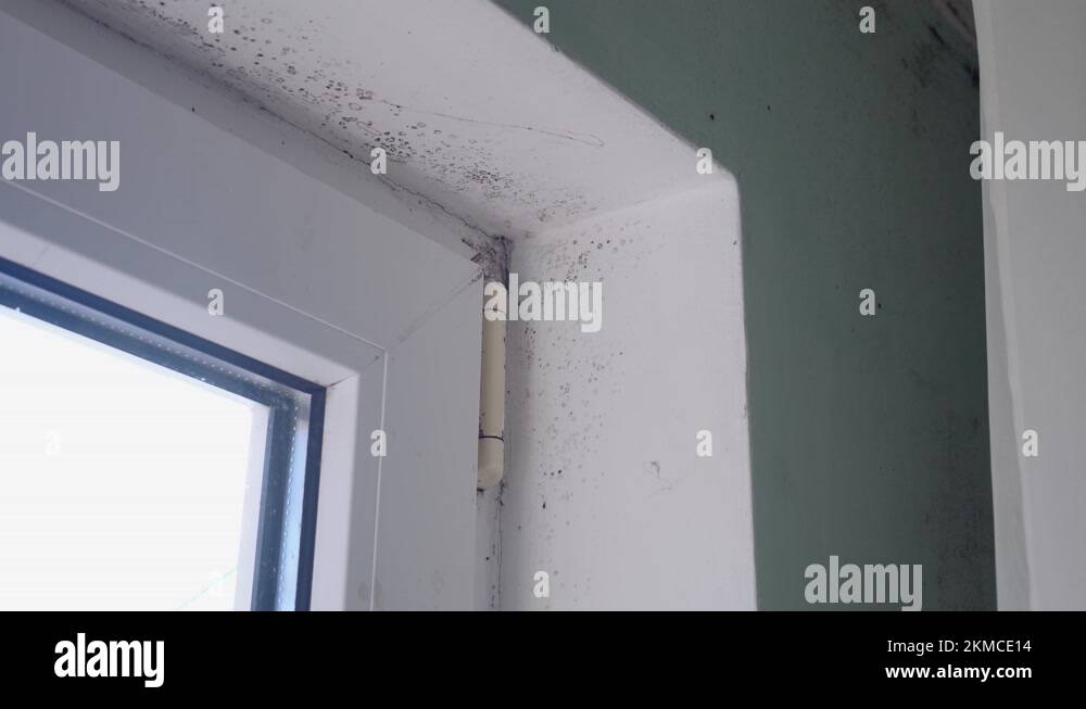 Condensate dampness black mold on window, walls and curtains. The