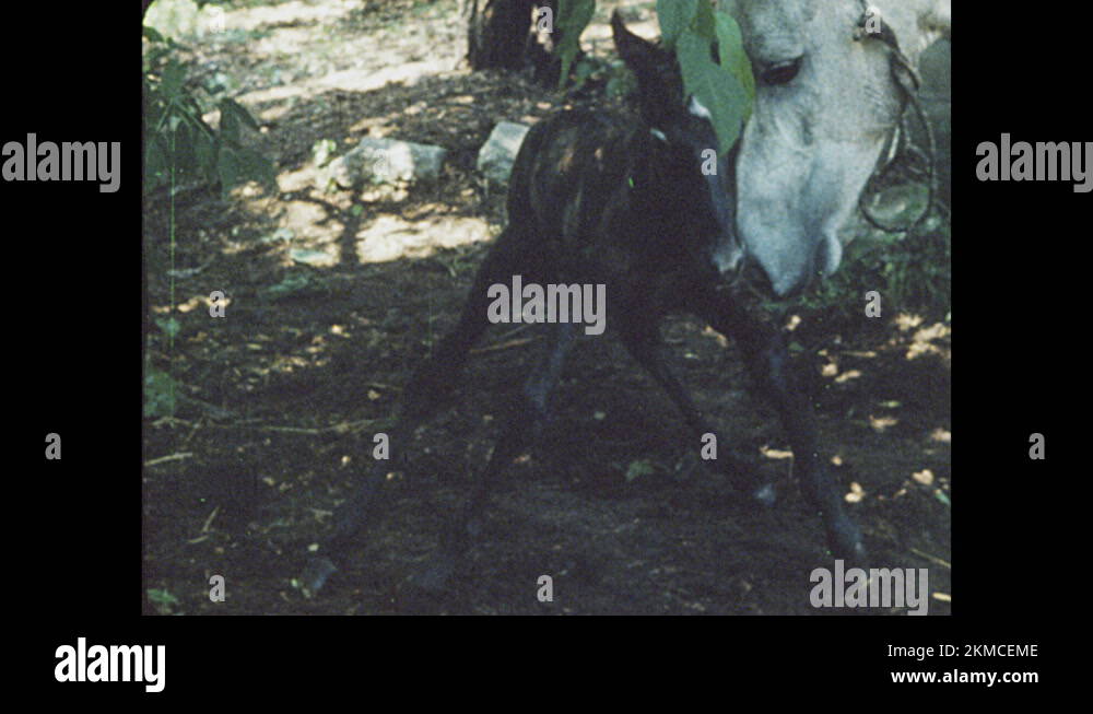 Wobbly legs Stock Videos & Footage HD and 4K Video Clips Alamy