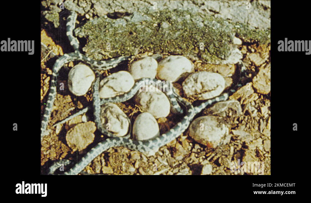 Snake hatching from egg Stock Videos & Footage HD and 4K Video Clips