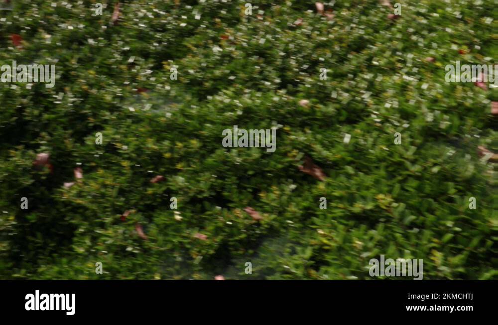 Spider Webs On Bushes