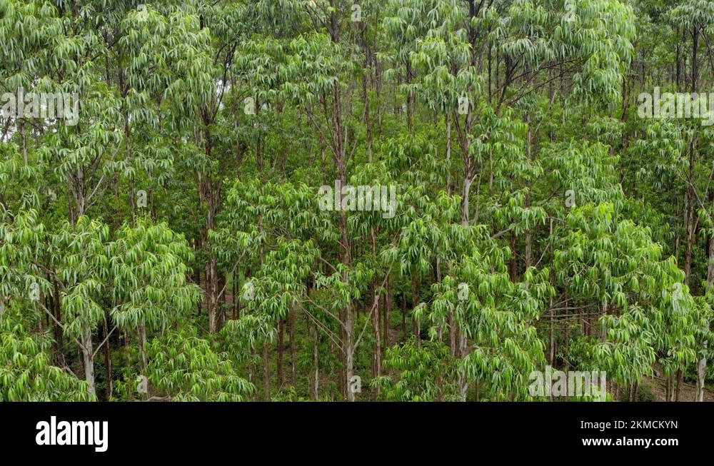 Brazilian paper industry Stock Videos & Footage HD and 4K Video Clips Alamy