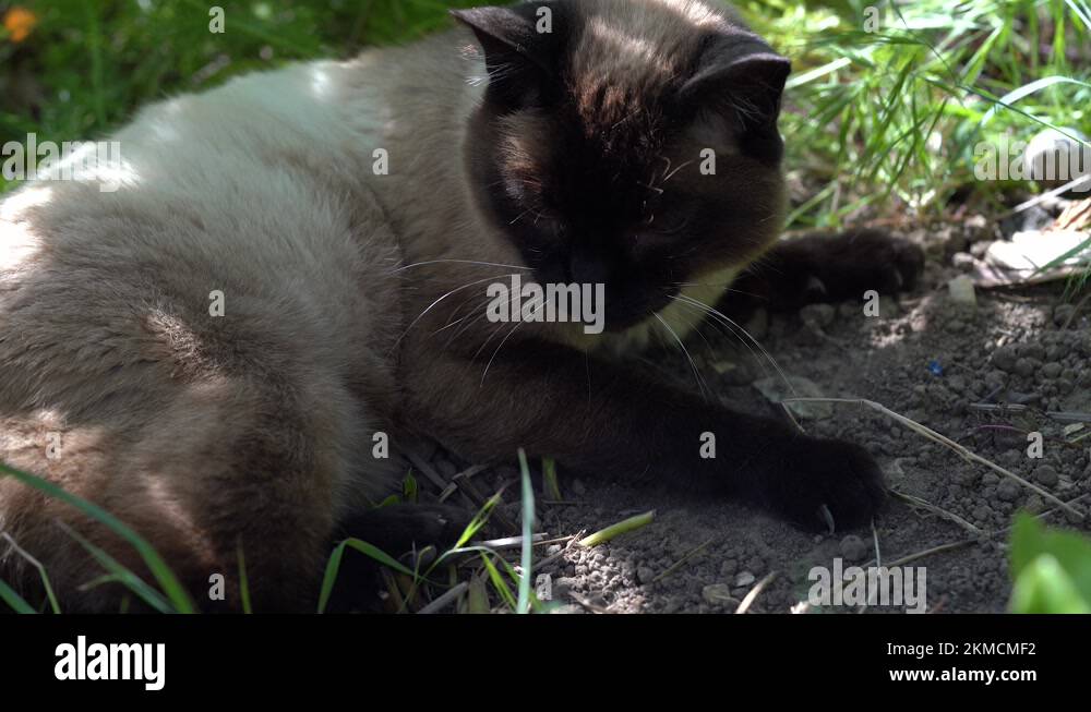 Long haired siamese Stock Videos & Footage HD and 4K Video Clips Alamy